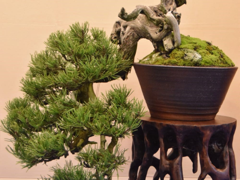 Scopri BELLISSIMI BONSAI: GIAPPONE PROTAGONISTA A EUROFLORA