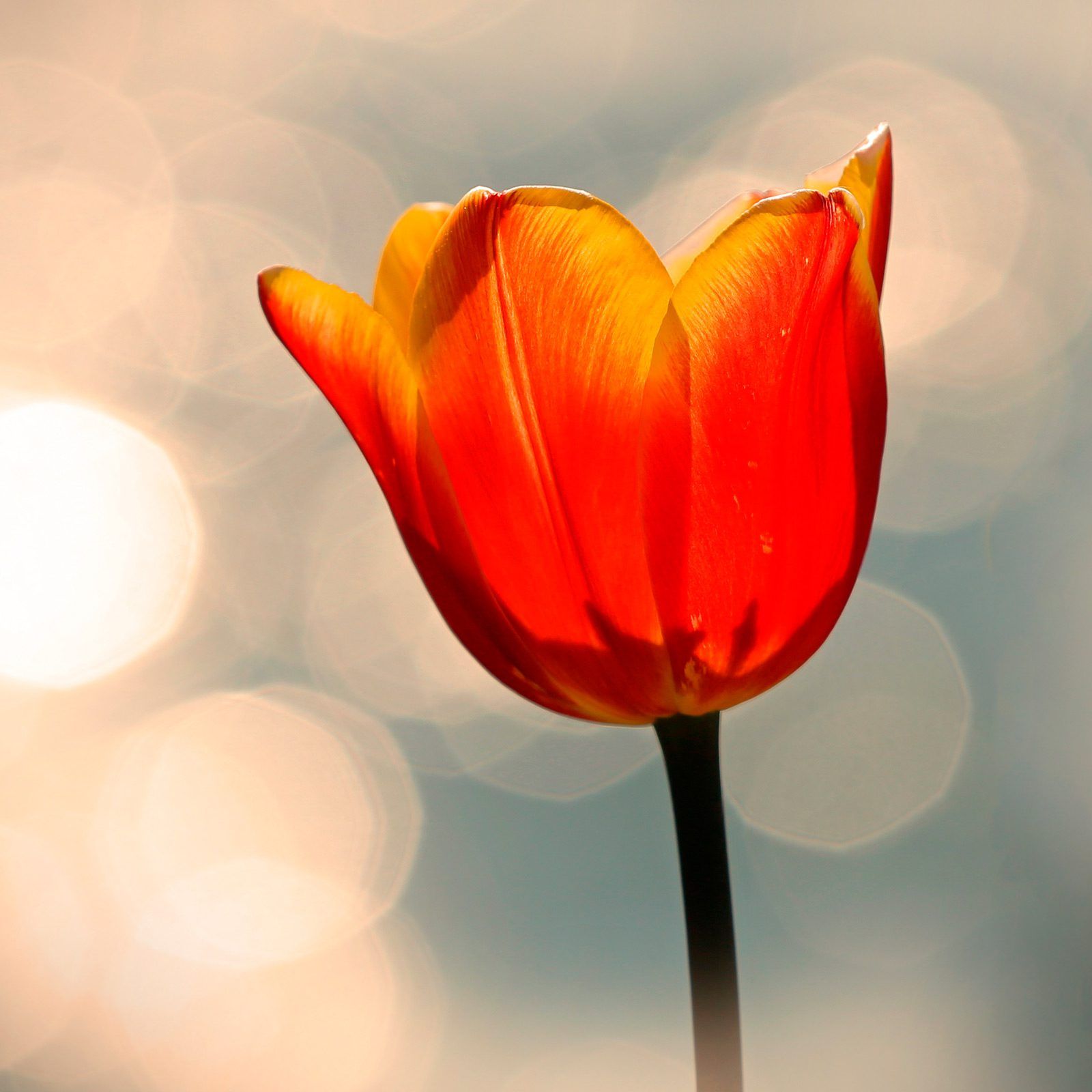 La verità sul Tulipano