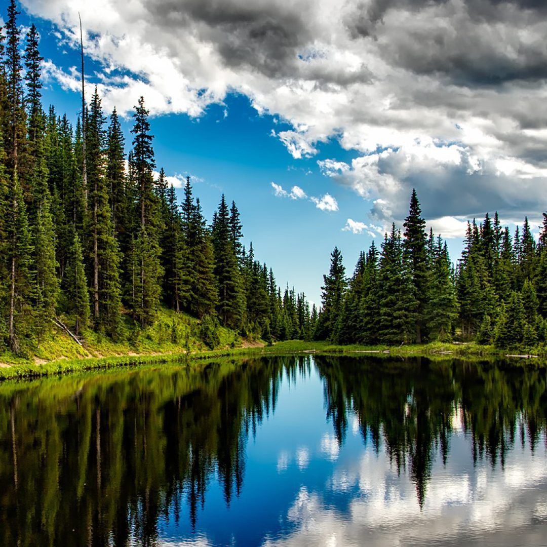 Giornata nazionale dell’albero