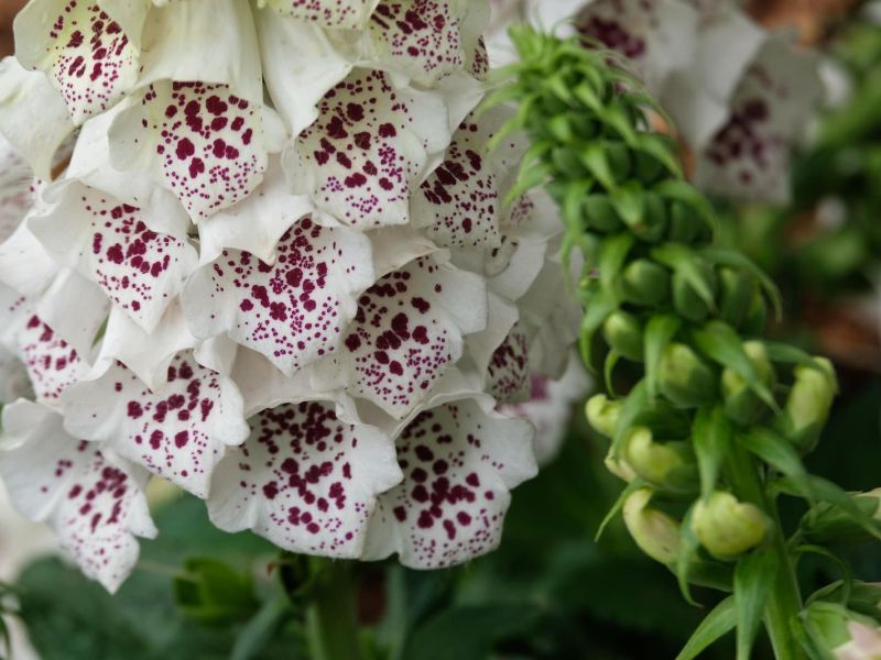 Scopri Euroflora 2025 ottiene il riconoscimento di Manifestazione Fieristica Internazionale