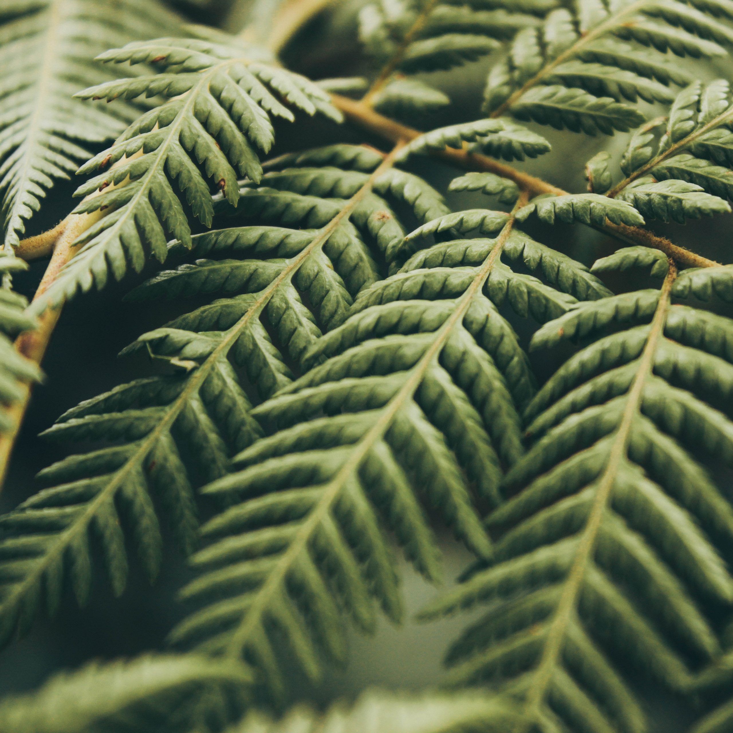 Lo sapevate che la Felce di Boston è una straordinaria pianta anti inquinamento?!